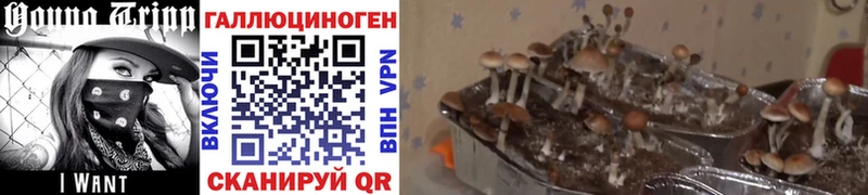 Псилоцибиновые грибы Cubensis  Кировград 